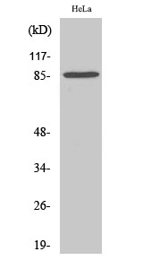 Stat3 Polyclonal Antibody[4146