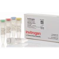 SuperScript™ IV VILO™ 预混液 11756050