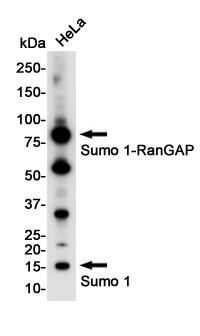 SUMO1 Rabbit mAb[52602]