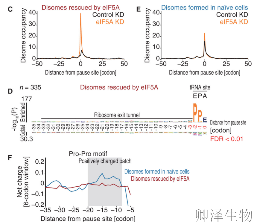 【Disome-seq-经典研究】 |核糖体