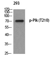 Plk (Phospho-Thr210) Polyclona