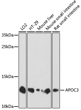 APOC3 Rabbit Polyclonal Antibo