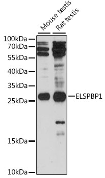 ELSPBP1 Rabbit Polyclonal Anti