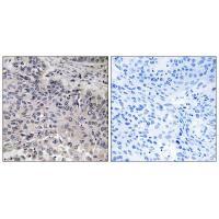 C1QC Antibody[34608]