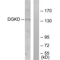DGKD Antibody[33915]