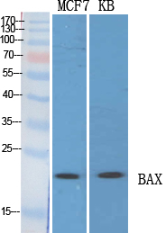 Bax Polyclonal Antibody[40636]