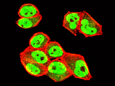 NEDD9 Mouse mAb[63991]