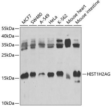 Histone H2A.1 Rabbit Polyclona