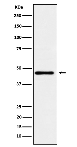 Lunatic Fringe Rabbit mAb[5715