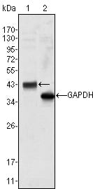 WNT10B Mouse mAb[64412]
