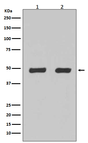 Flotillin 2 Rabbit mAb[56002]