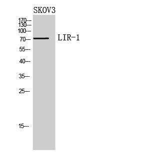 LIR-1 Polyclonal Antibody[4196