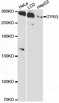 ITPR3 Rabbit Polyclonal Antibo