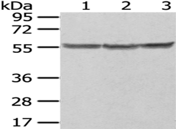 PTBP1 Antibody[43006]