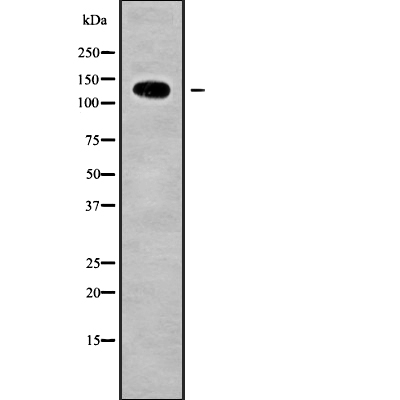 NUP133 Antibody[46099]
