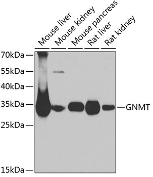GNMT antibody[39040]