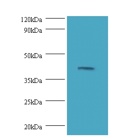 Dual specificity mitogen-activ
