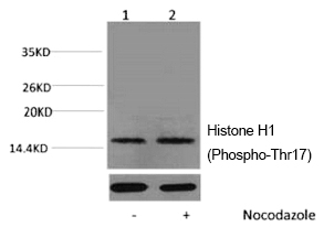Histone H1 (Phospho-Thr17) Pol