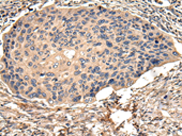 USP15 Antibody[42821]