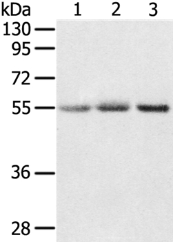 CWC27 Antibody[37901]