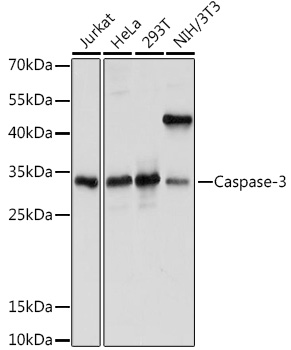 Caspase-3 Rabbit Polyclonal An