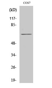 Paxillin Polyclonal Antibody[4