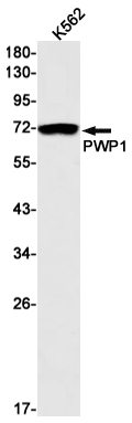 PWP1 Rabbit mAb[52536]