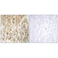 FOXD3 Antibody[34110]