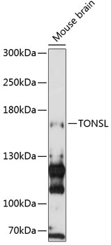 TONSL Rabbit Polyclonal Antibo