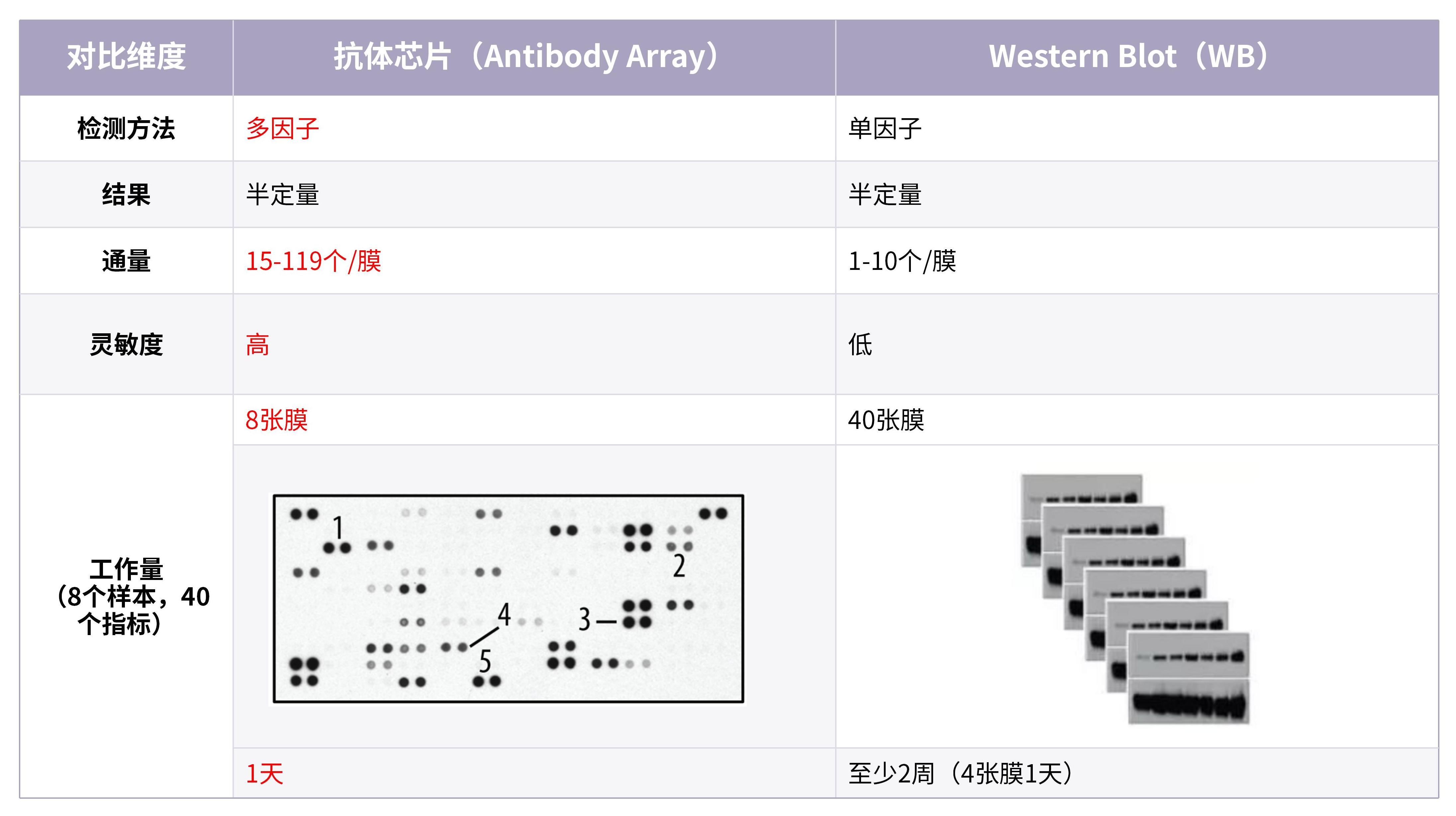 抗体芯片vs Western Blot，能否秒杀？