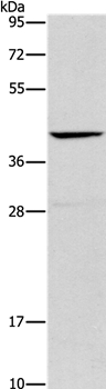 ORM2 Antibody[36251]