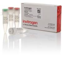 SuperScript™ IV VILO™ 预混液,11756500