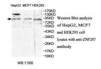 ZNF287 Antibody[39891]
