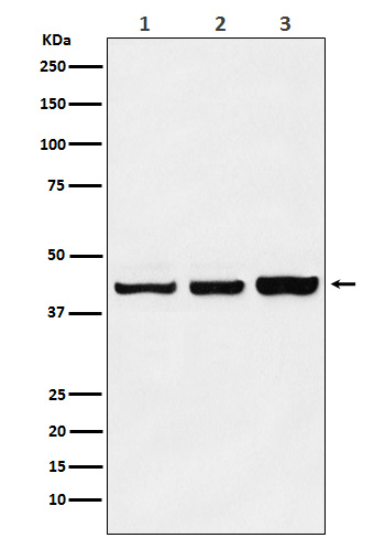 PRMT6 Rabbit mAb[56504]