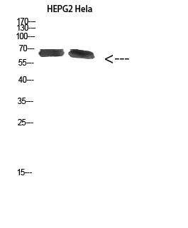 NOP56 Polyclonal Antibody[4673