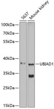 UBIAD1 Rabbit Polyclonal Antib