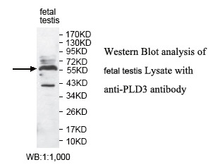 PLD3 Antibody[39791]