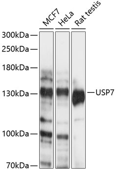 USP7 Polyclonal Antibody[29169