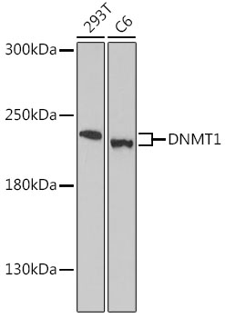 DNMT1 Rabbit Polyclonal Antibo