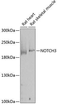 NOTCH3 Rabbit Polyclonal Antib