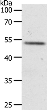 RXFP3 Antibody[37299]