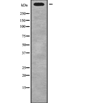 DYNC1H1 Antibody[45945]