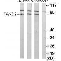 FAKD2 Antibody[34084]
