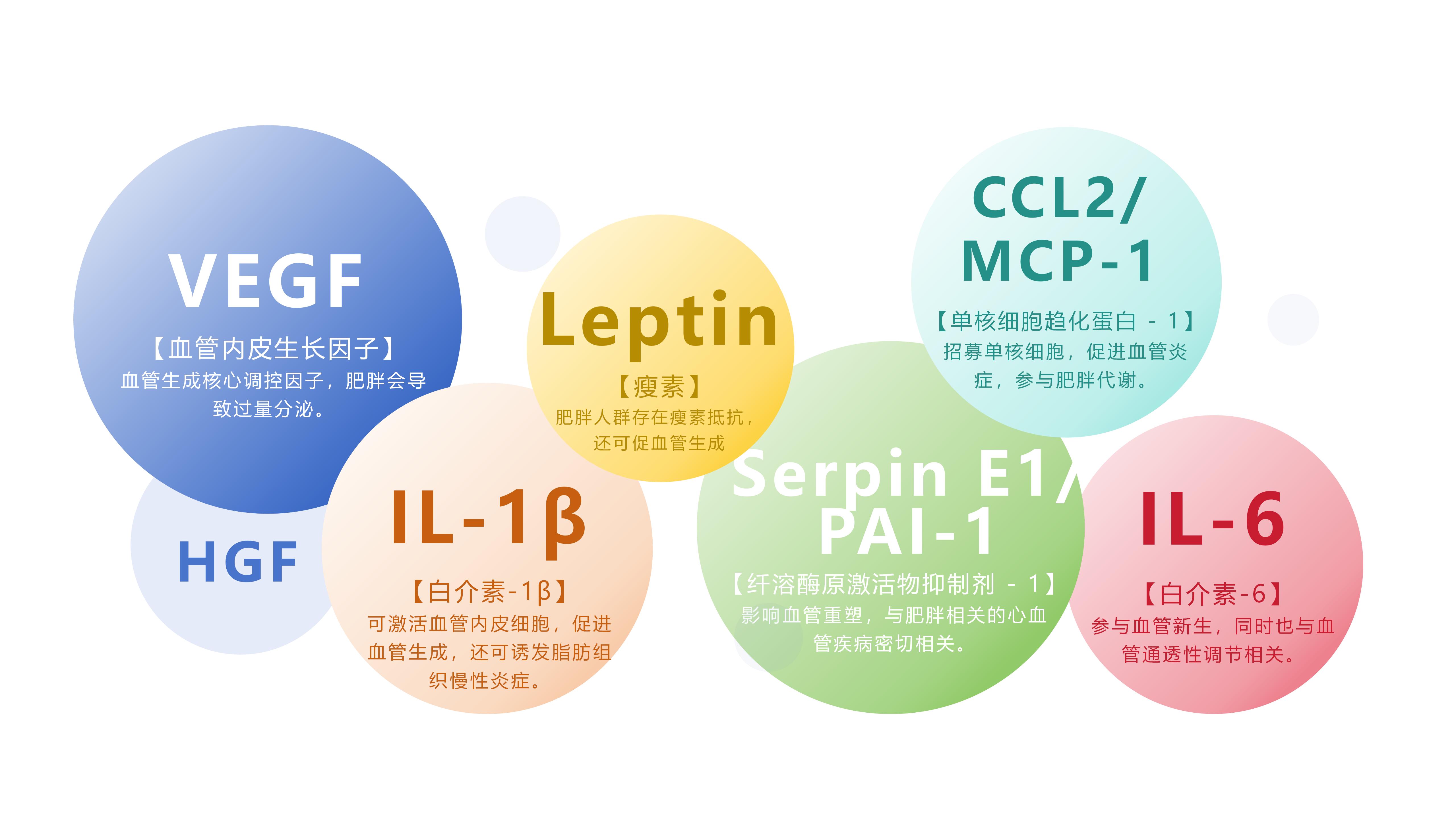 推荐一些关于血管生成和肥胖研究的实验技术？