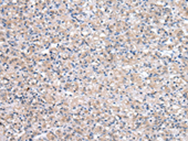 QDPR Antibody[43037]