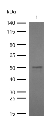 p53 (Phospho-Ser9) Rabbit mAb[