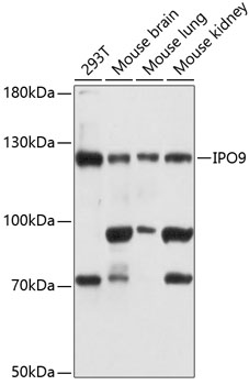 IPO9 Rabbit Polyclonal Antibod