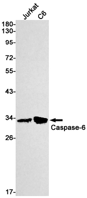 Caspase 6 Rabbit mAb[52004]