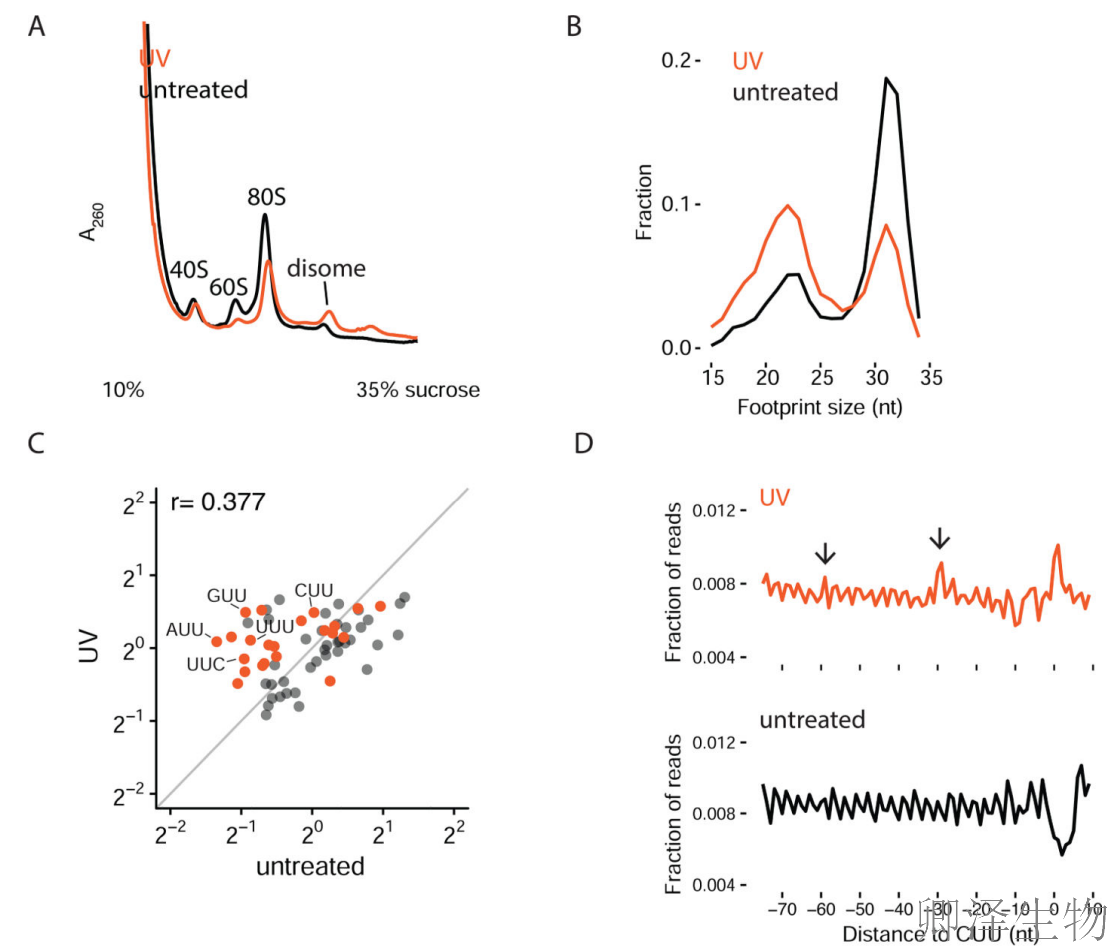 【核糖体碰撞-经典研究】 |细胞中的