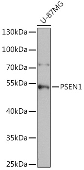 PSEN1 antibody[38395]